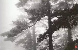 苍松资料,探寻千年古树的生命奥秘