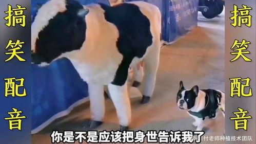 最牛搞笑跳舞视频,笑翻全场!盘点年度最牛搞笑跳舞神作